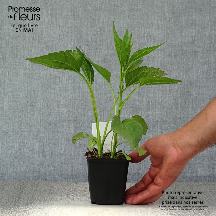 Spécimen de Rudbeckia fulgida Early Bird Gold Godet de 8/9 cm tel que livré au printemps