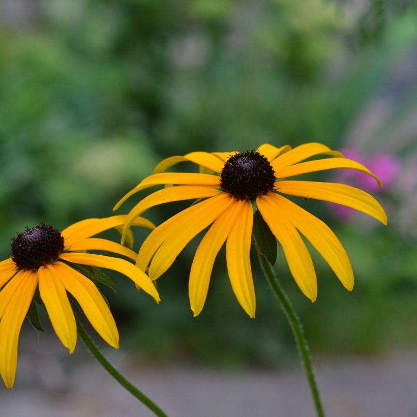 Rudbeckia fulgida Forever Gold (Floraison)