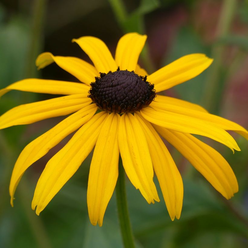Rudbeckia fulgida Goldsturm - Soleil vivace d'automne (Floraison)