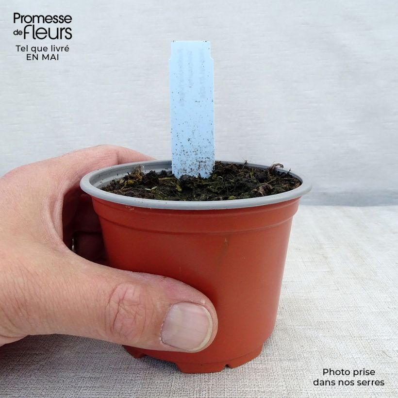 Spécimen de Rudbeckia fulgida Goldsturm - Soleil vivace d'automne Godet de 8/9 cm tel que livré au printemps