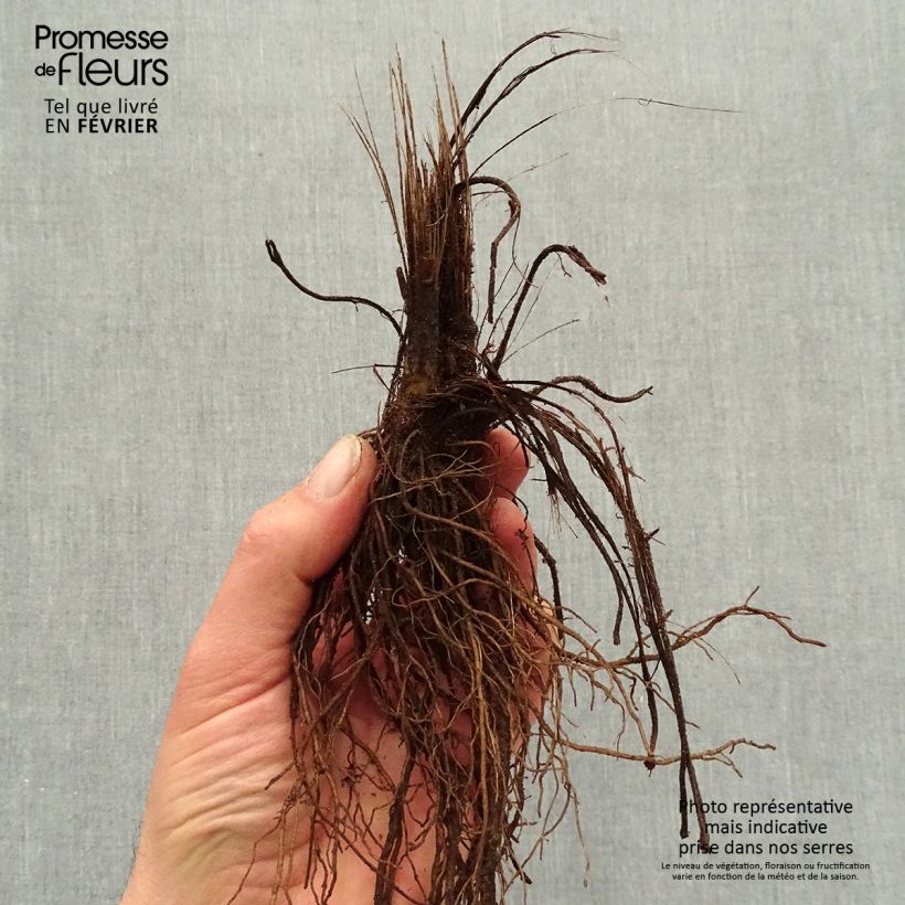 Example of Rudbeckia fulgida Pot of Gold - Rudbéckie compacte Racines nues, Qualité premium as you get in hiver