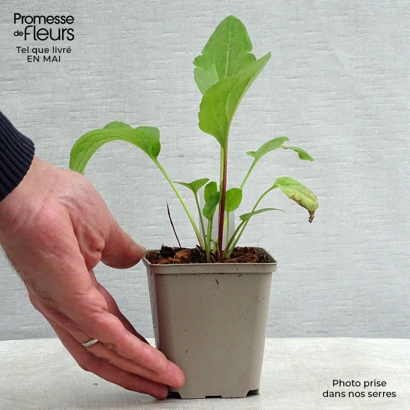 Spécimen de Rudbeckia occidentalis Green Wizard Godet de 8/9 cm tel que livré au printemps