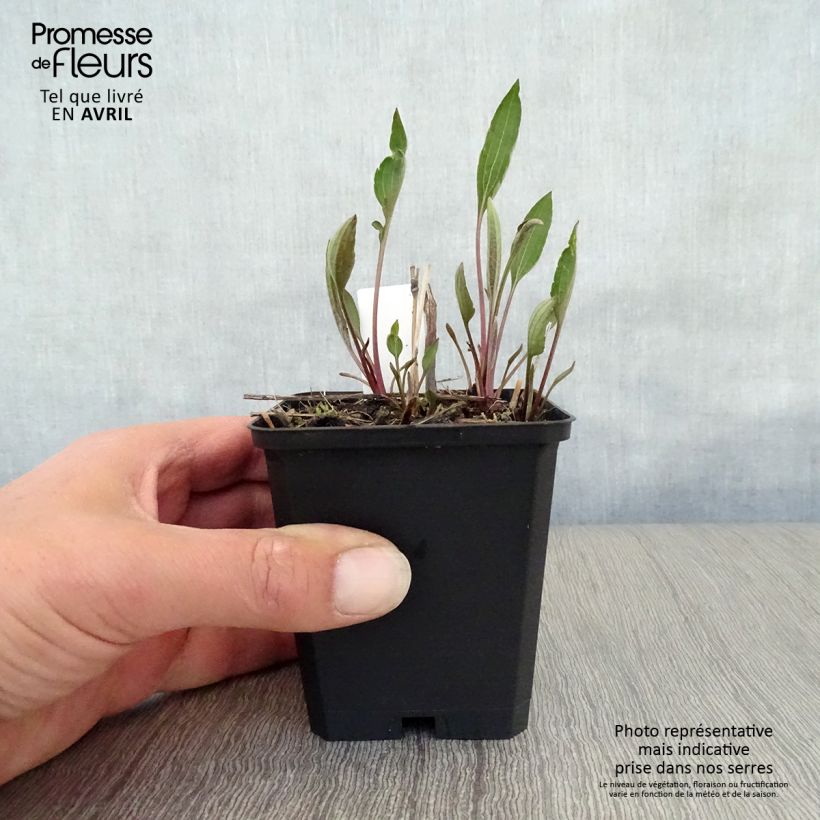 Example of Rudbeckia subtomentosa Henry Eilers Godet de 8/9 cm as you get in printemps