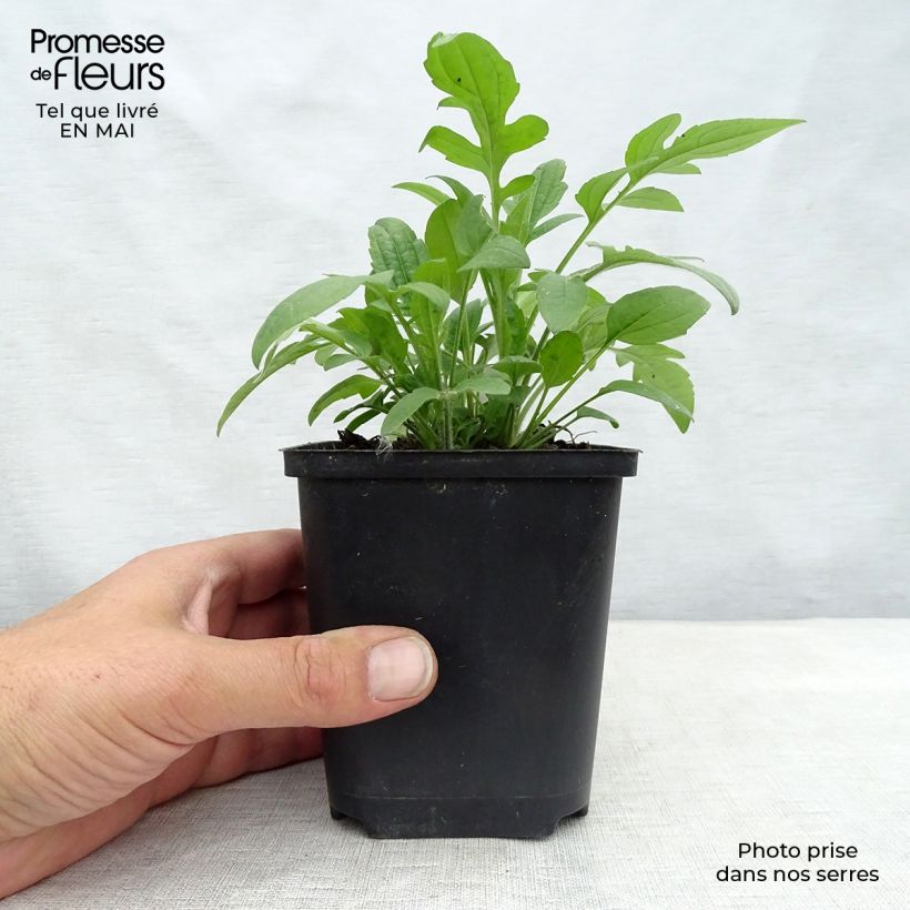 Spécimen de Rudbeckia triloba Godet de 8/9 cm tel que livré au printemps