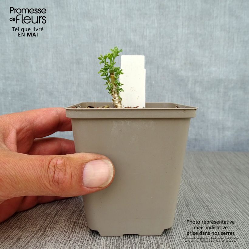 Spécimen de Rue officinale - Ruta graveolens Jackman's Blue Godet de 8/9 cm tel que livré au printemps