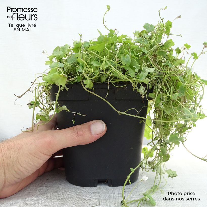 Example of Ruine de Rome - Cymbalaria muralis Godet de 8/9 cm as you get in printemps