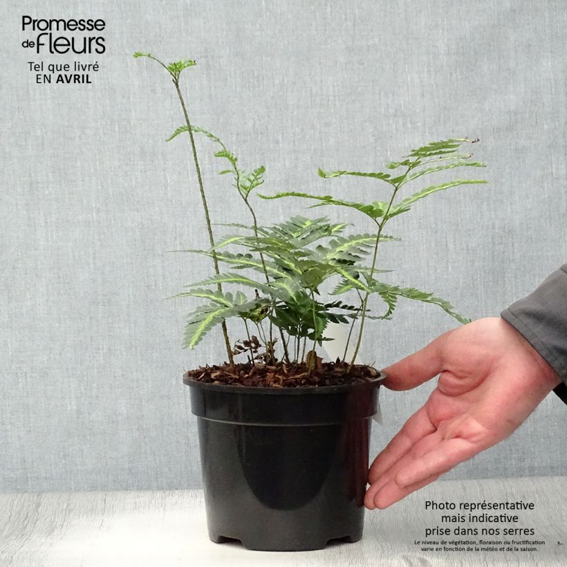 Spécimen de Rumohra adiantiformis Variegata - Fougère des fleuristes panachée Pot de 2L/3L tel que livré au printemps