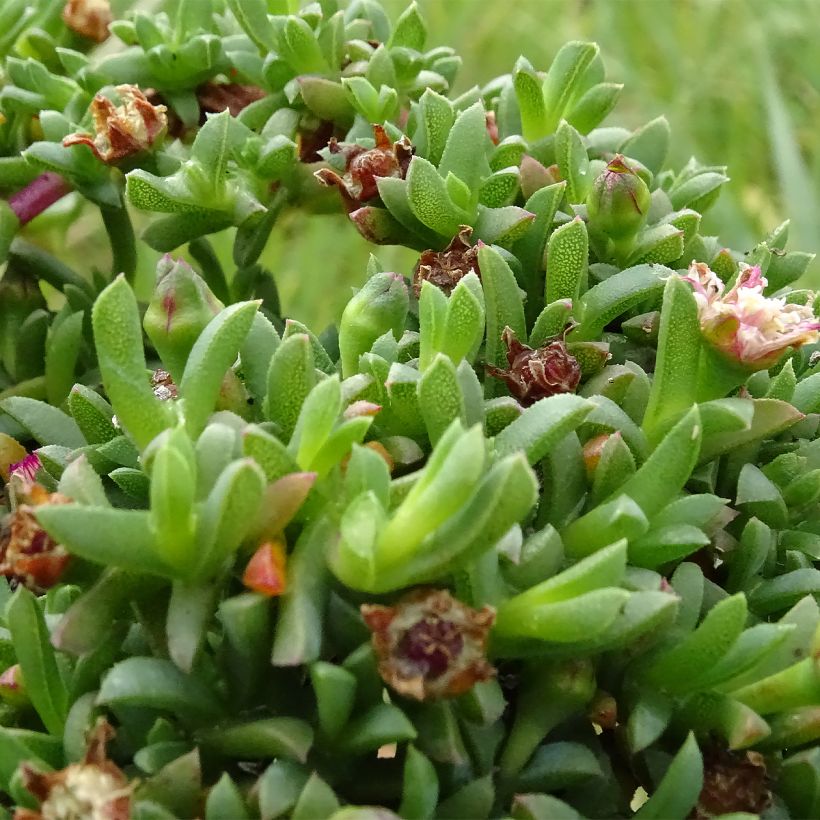 Ruschia prostrata - Antimima prostrée (Feuillage)