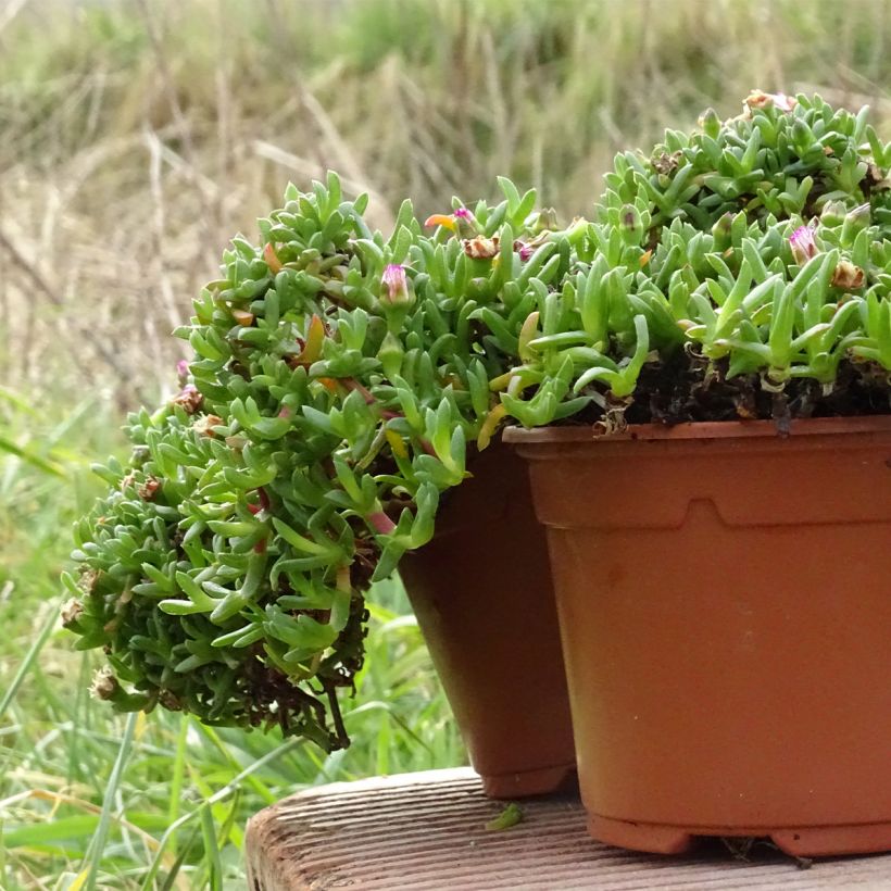 Ruschia prostrata - Antimima prostrée (Port)