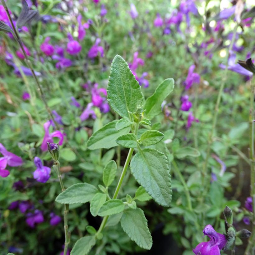 Salvia greggi ARCTIC BLAZE Purple 'Novasalpur' - Sauge arbustive (Feuillage)