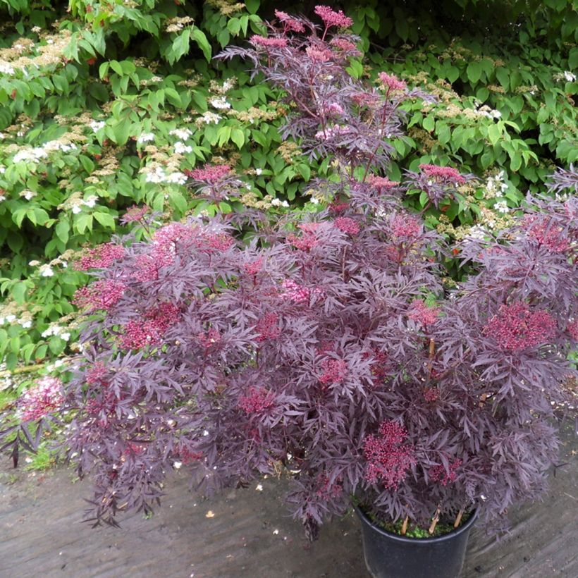 Sureau noir - Sambucus nigra Cherry Lace (Port)