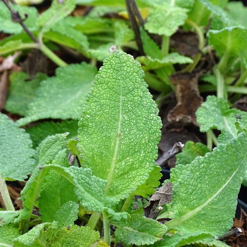Sauge - Salvia sylvestris Rhapsody in Blue (Feuillage)