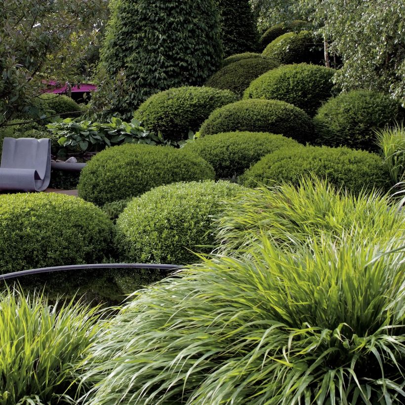 Herbe du Japon - Hakonechloa macra (Plant habit)