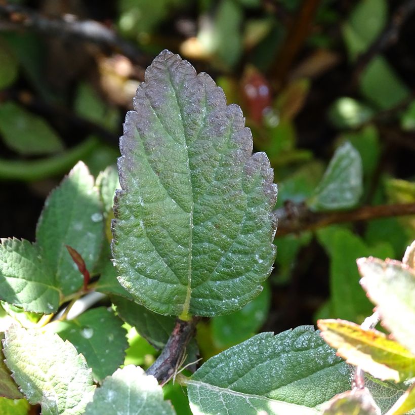 Spiraea japonica Merlo Green - Spirée japonaise (Feuillage)