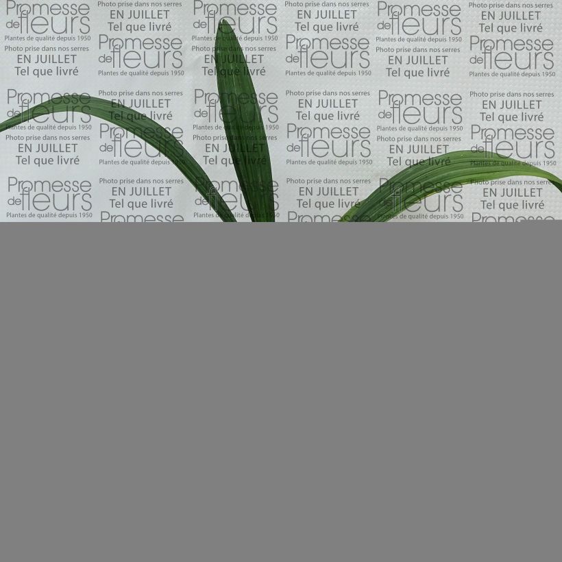 Spécimen de Sabal bermudana - Palmier des Bermudes Pot de 12 cm / 13 cm tel que livré en été