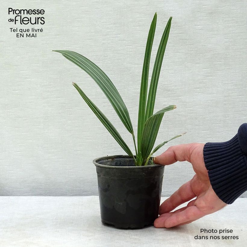 Spécimen de Sabal mauritiiformis - Palmier éventail Pot de 12 cm / 13 cm tel que livré au printemps