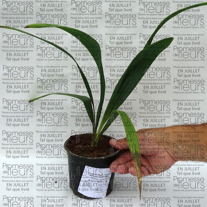 Example of Sabal mexicana - Palmier sombrero du Mexique Pot de 12 cm / 13 cm as you get in ete