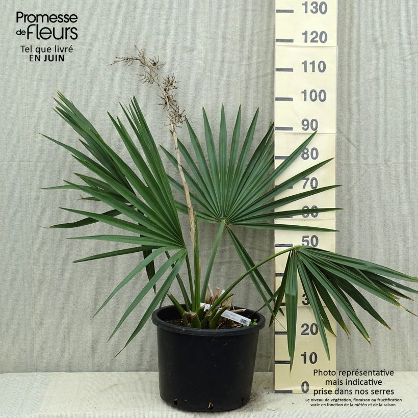 Spécimen de Sabal minor - Sabal nain Pot de 7,5L/10L tel que livré en été