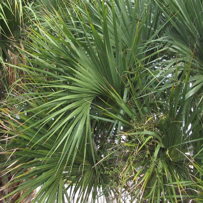 Sabal palmetto - Palmier chou (Foliage)