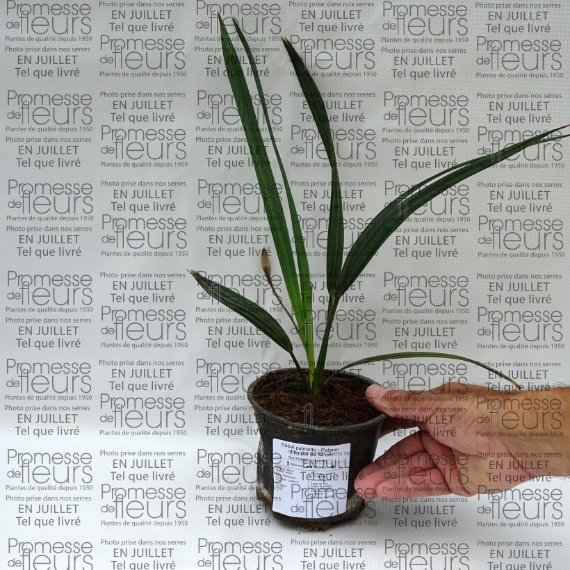 Spécimen de Sabal palmetto - Palmier chou Pot de 12 cm / 13 cm tel que livré en été