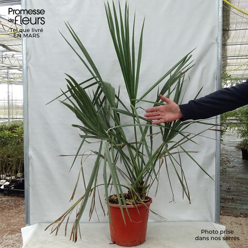 Example of Sabal palmetto - Palmier chou Pot de 7,5L/10L as you get in printemps