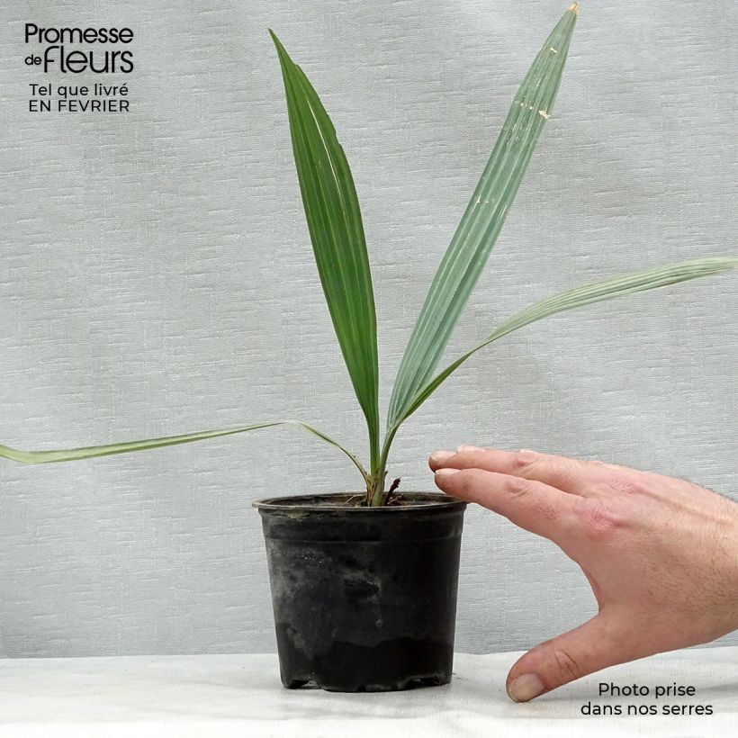 Example of Sabal uresana - Palmier sabal bleu Pot de 12 cm / 13 cm as you get in hiver