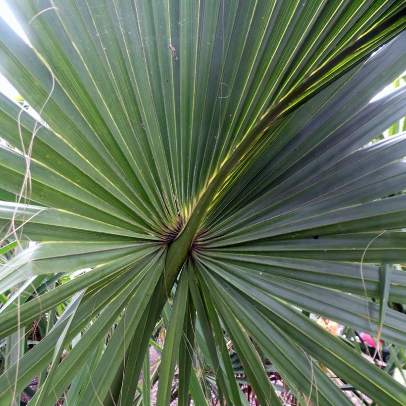 Sabal yapa - Palmier éventail du Yucatan (Foliage)