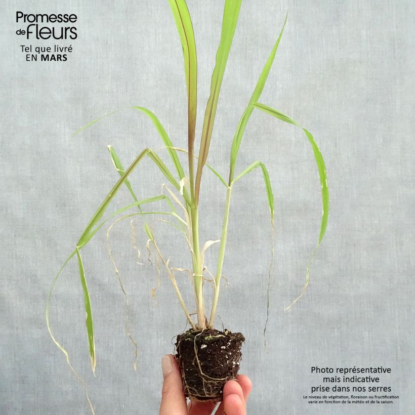 Example of Saccharum officinarum violaceum - Canne à sucre pourpre Mini-motte Ø 3/4 cm as you get in printemps