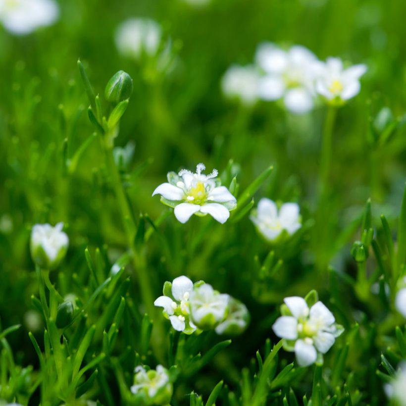 Sagina Green Moss - Sagine subulée (Floraison)