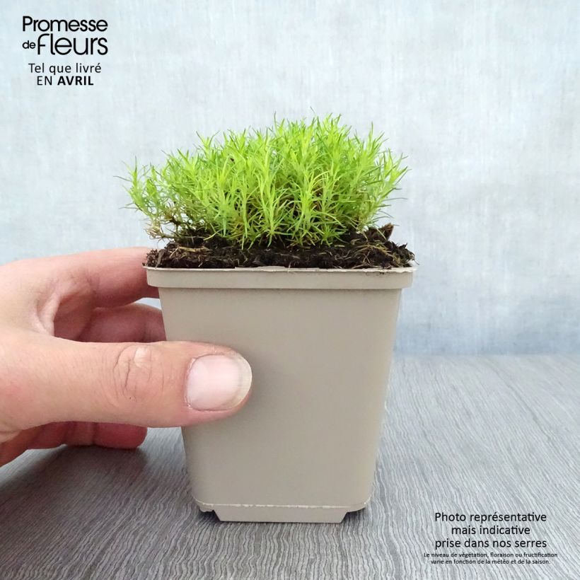 Spécimen de Sagina subulata Aurea - Sagine subulée dorée Godet de 8/9 cm tel que livré au printemps