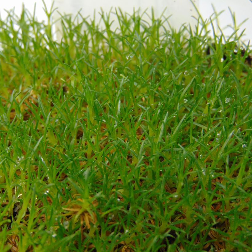 Sagina subulata - Sagine subulée (Foliage)