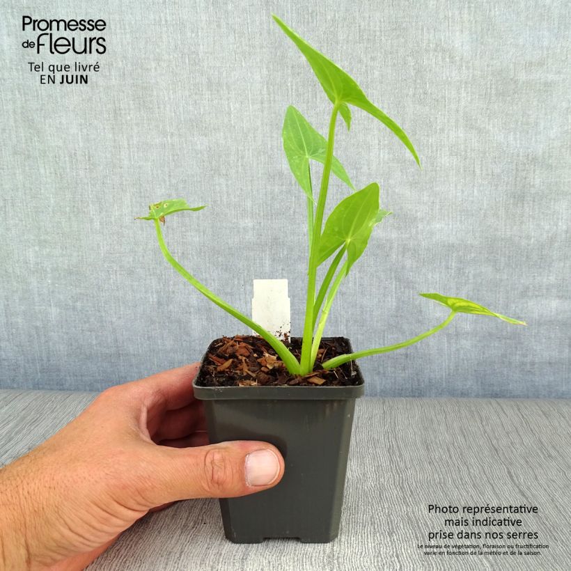Spécimen de Sagittaria sagittifolia - Flèche d'eau Godet de 8/9 cm tel que livré en été