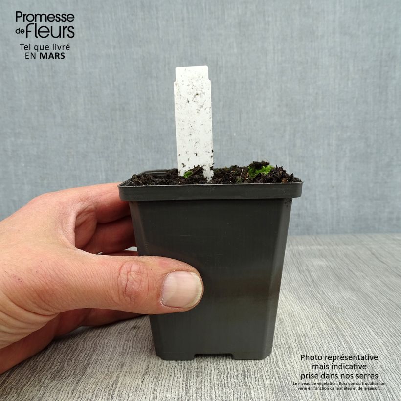 Spécimen de Sagittaria sagittifolia - Flèche d'eau Godet de 8/9 cm tel que livré au printemps