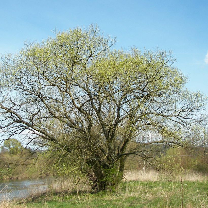 Salix alba - Saule blanc, argenté (Port)