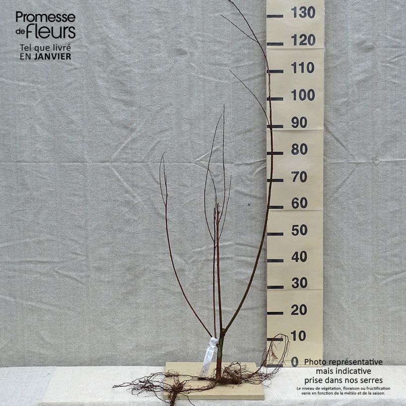 Spécimen de Salix alba - Saule blanc, argenté Racines nues tel que livré en hiver