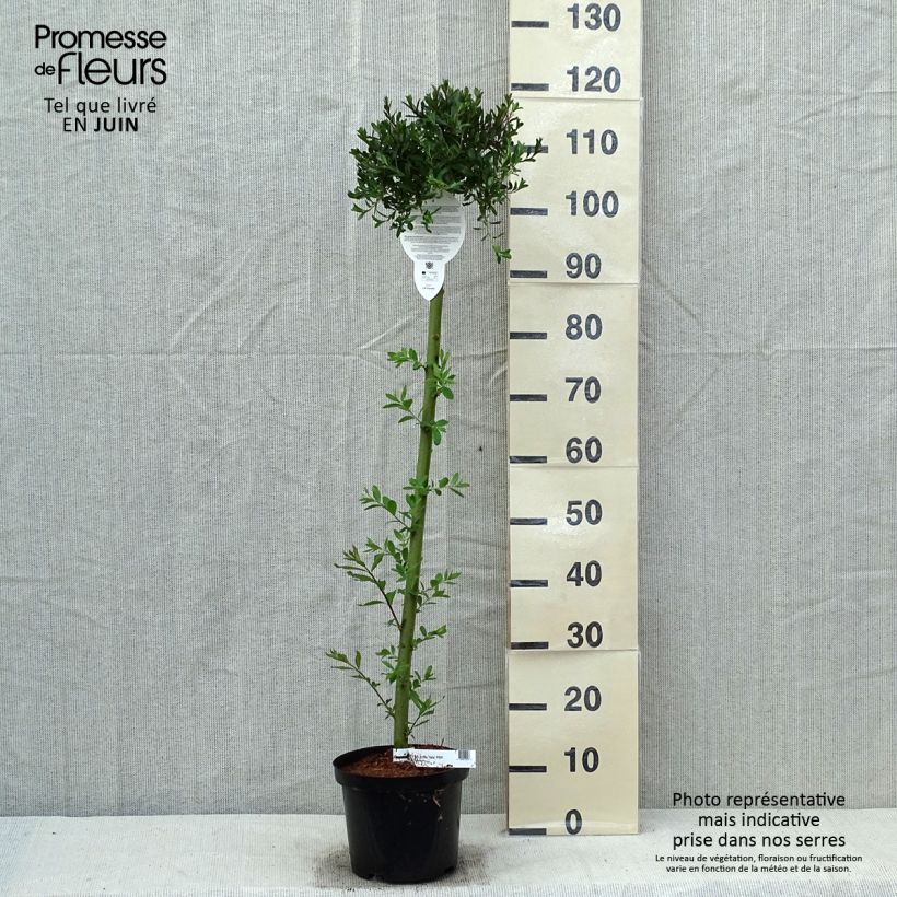 Spécimen de Salix artica Yalta - Saule arctique Pot de 4L/5L, Tige tel que livré au printemps