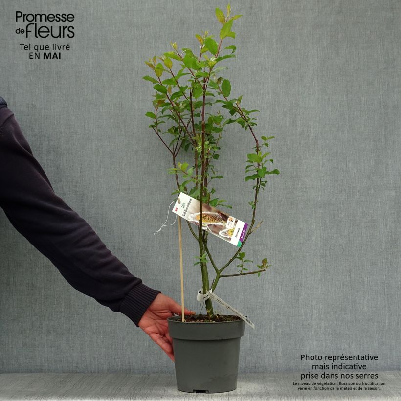 Example of Salix caprea Gold-Bienenkätzchen - Saule marsault Pot de 3L/4L as you get in printemps