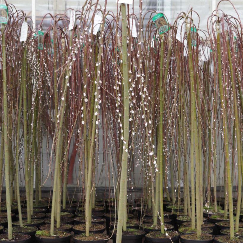 Salix caprea Kilmarnock - Saule marsault pleureur (Port)