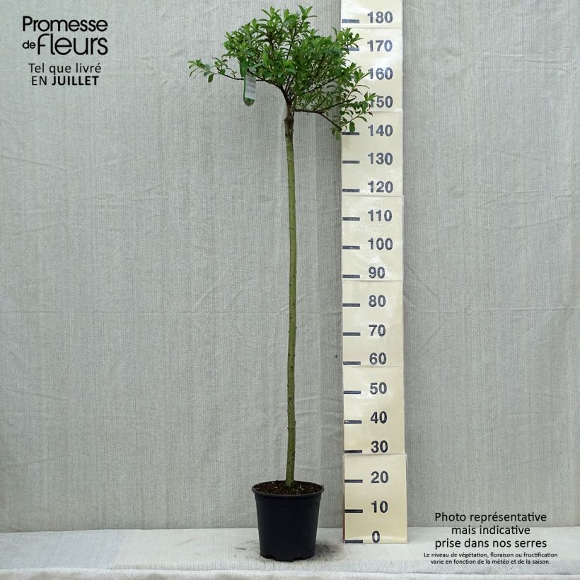 Spécimen de Salix chaenomeloides Mount Aso - Saule japonais Pot de 6L/7L, Tige, Tige de 110 cm tel que livré en été