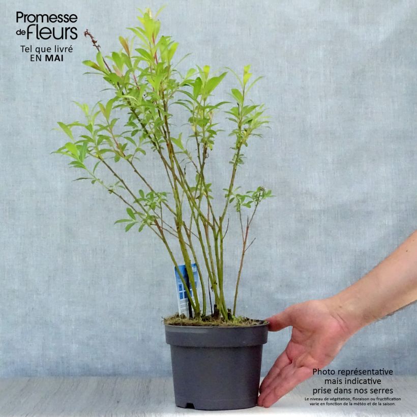 Spécimen de Salix chaenomeloides Mount Aso - Saule japonais Pot de 2L/3L tel que livré au printemps