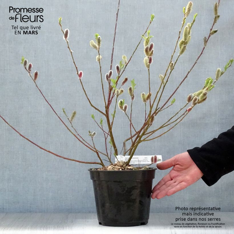 Spécimen de Salix chaenomeloides Mount Aso - Saule japonais Pot de 4L/5L tel que livré au printemps