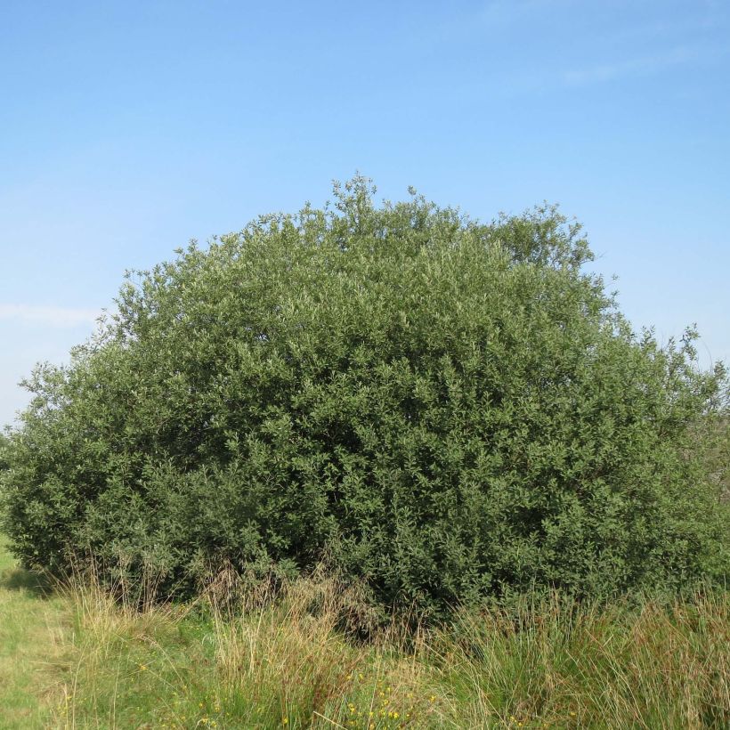 Salix cinerea - Saule cendré  (Port)