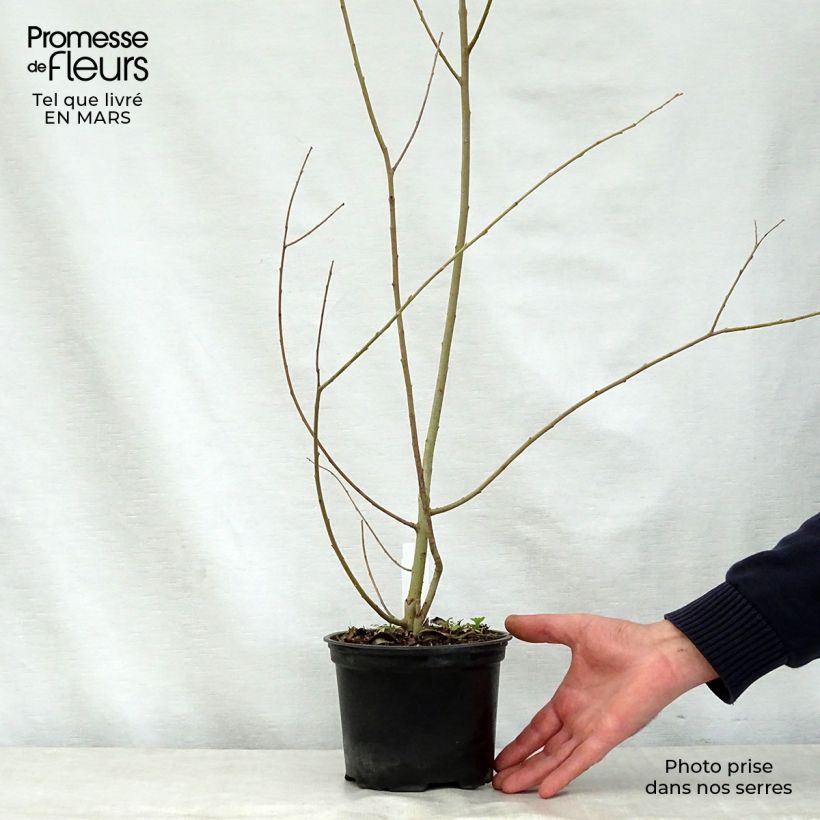 Spécimen de Salix cinerea - Saule cendré  Pot de 2L/3L tel que livré au printemps