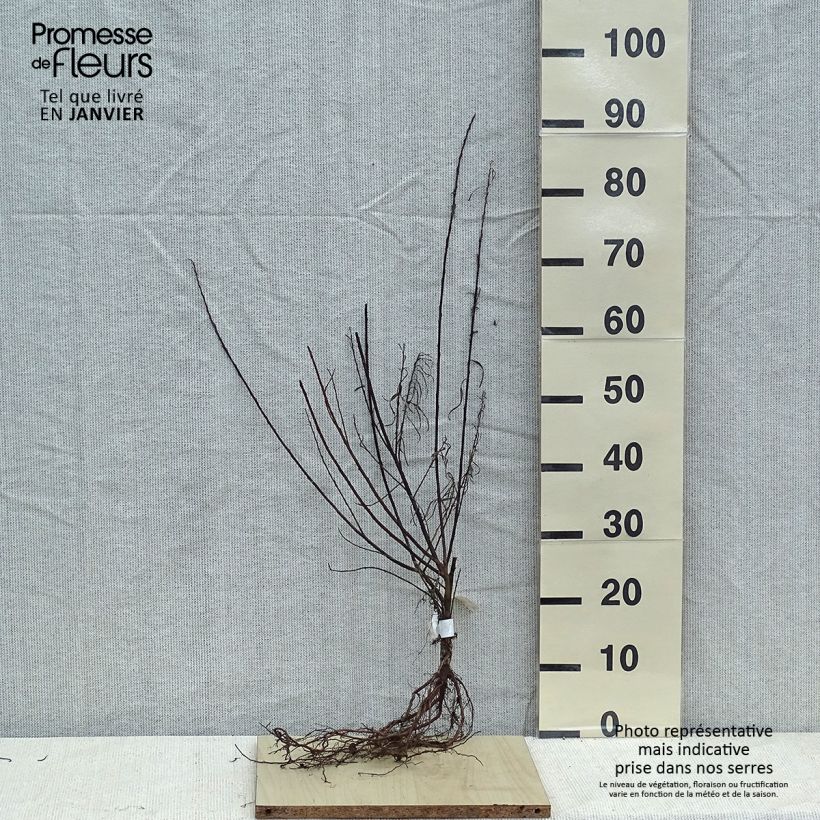 Spécimen de Salix elaeagnos Angustifolia - Saule à feuilles d'argousier Racines nues tel que livré en hiver