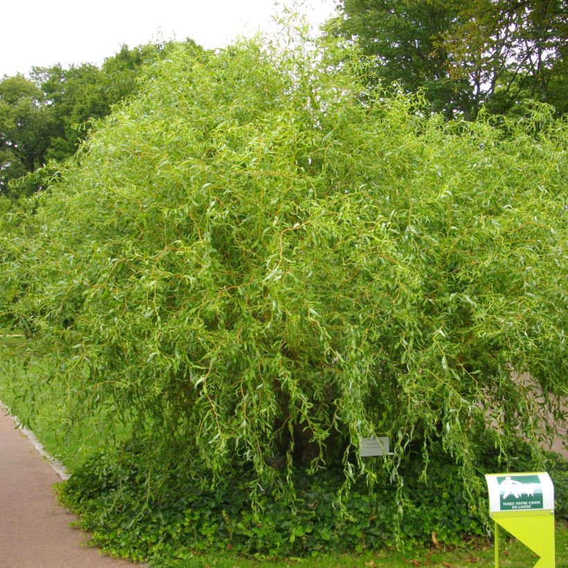 Salix erythroflexuosa - Saule tortueux (Plant habit)
