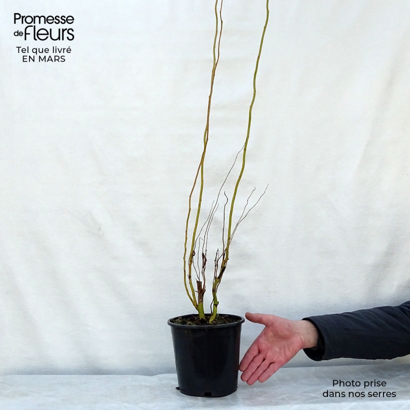 Example of Salix erythroflexuosa - Saule tortueux Pot de 3L/4L as you get in printemps