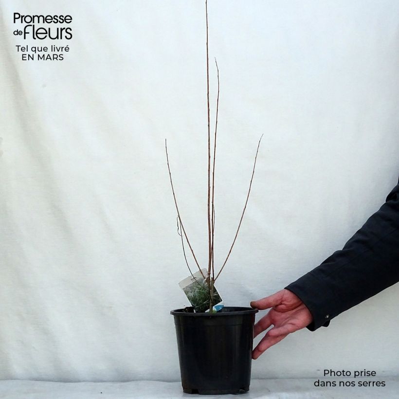 Spécimen de Salix exigua - Saule des coyotes Pot de 3L/4L tel que livré au printemps