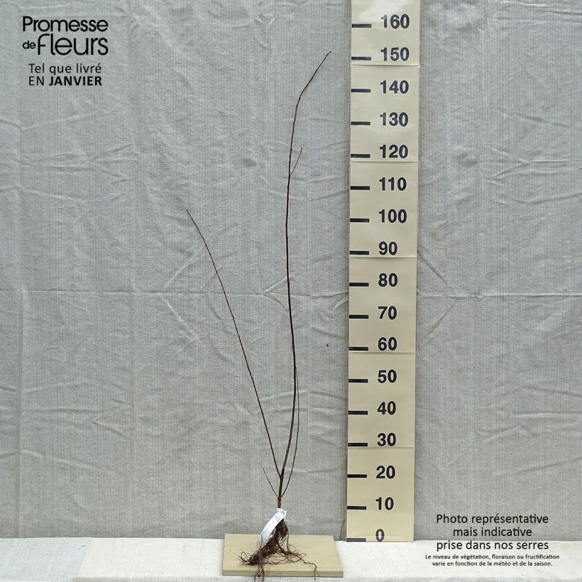 Spécimen de Salix fragilis - Saule fragile Racines nues tel que livré en hiver