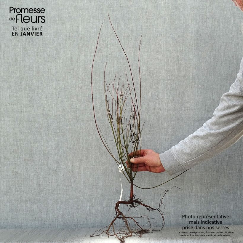 Spécimen de Salix purpurea Nana - Saule pourpre Racines nues tel que livré en hiver