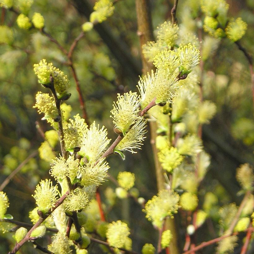 Salix repens - Saule rampant (Flowering)